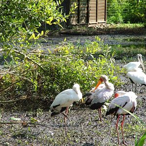 Stork paddock at Niendorf 05/09/07
