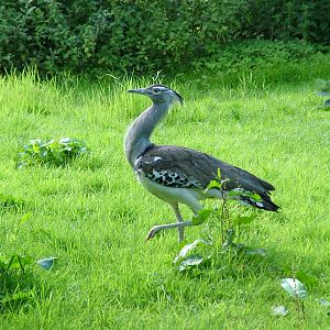 Free-roaming Kori Bustard at Niendorf 05/09/07