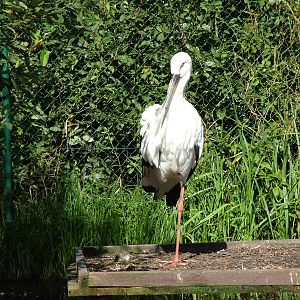 Oriental White Stork at Niendorf 05/09/07