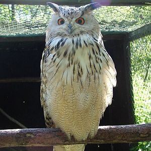 Eagle Owl at Niendorf 05/09/07