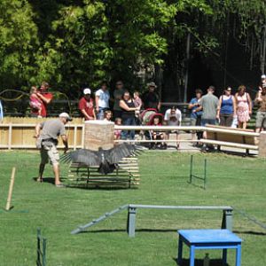 king vulture training, Aug 25 2009