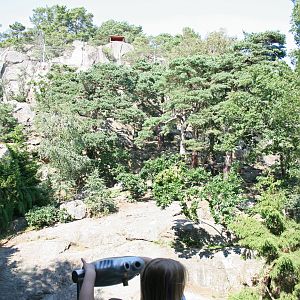 Snow leopards enclosure