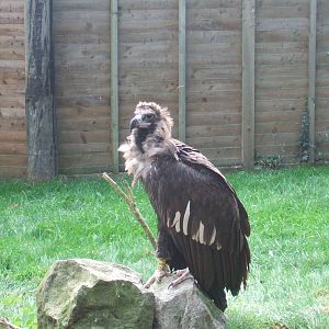 cinerious/Eurasian White backed Vulture