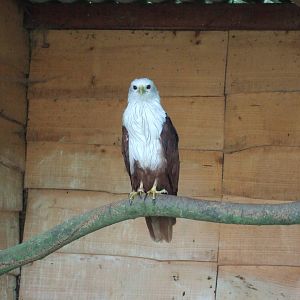 Brahminy Kite