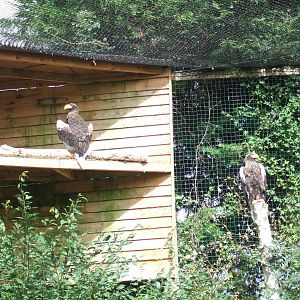 Steller's Sea eagle's