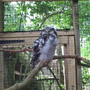 Northern Hawk Owl