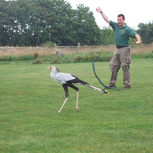 Secretary Bird