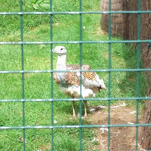 Great Bustard
