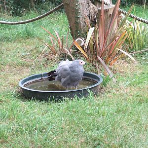 Gymnogene/African Harrier Hawk