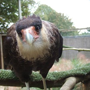 Crested caracara