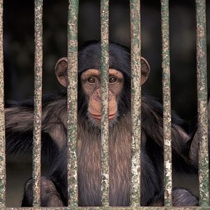 Abidjan Zoo - Ivory Coast