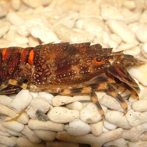Slipper Lobster at Sealife Munich 07/09/06