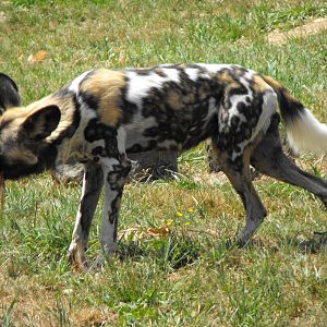 Wild Dog