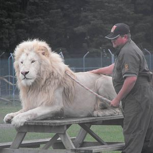 Keeper With White Lion