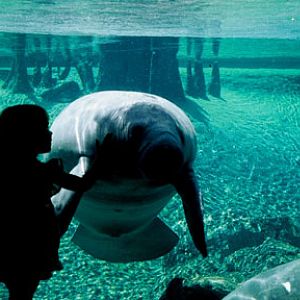 girl and manatee