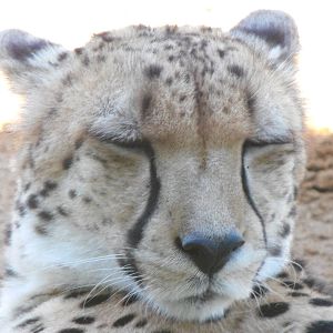 Cheetah close up
