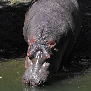 Hippo Submerging
