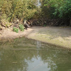 Pygmy Hippo enclosure