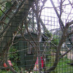Black Lemur Enclosure
