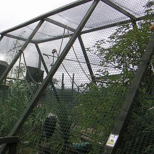 White-Cheeked Gibbon Enclosure