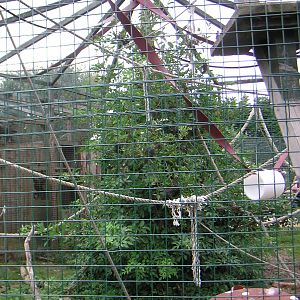 Black Spider Monkey Enclosure