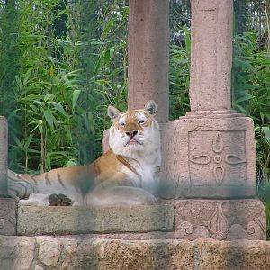 Diamond the Tabby Bengal Tiger