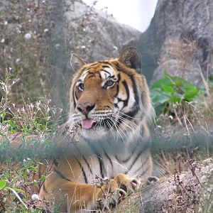 Rajiv the Bengal Tiger