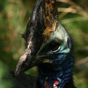 Cassowary