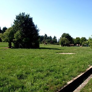 Givskud Zoo - Camel exhibit