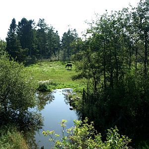 Givskud Zoo - Moose exhibit