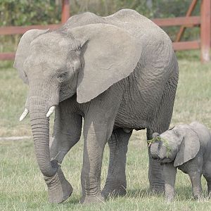 African elephants Etana and minder