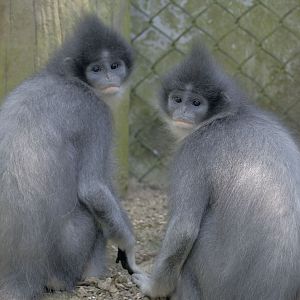 Grizzled leaf monkeys