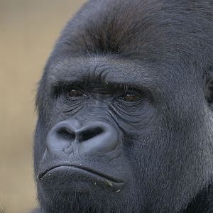 Lowland gorilla Djanghou