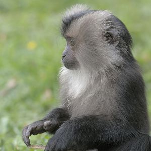 Lion-tailed macaque infant