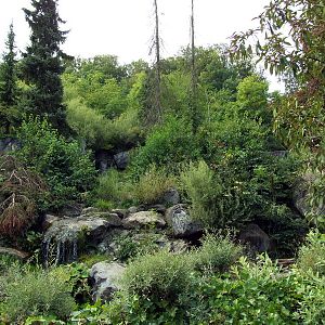 Spectacled Bear exhibit - August '09
