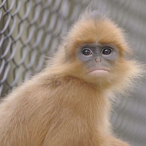 Banded langur