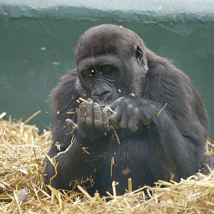 Lowland gorilla gleaning
