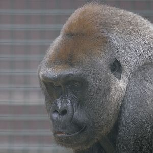 Lowland gorilla Kouillou
