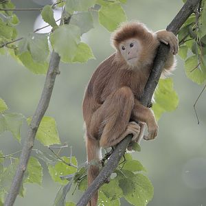 Javan Langur