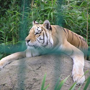 Zia the Bengal Tiger