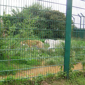 Zia and Zena the Bengal Tigers