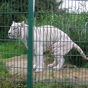 Zena the Bengal Tiger