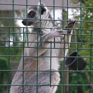 Ring-Tailed Lemur