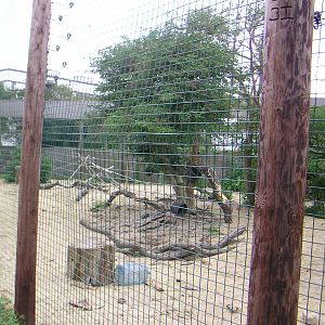 Ring-Tailed Lemur Enclosure