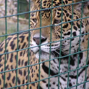 Tequila the Jaguar