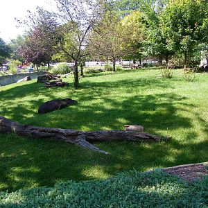 South American Tapir Exhibit