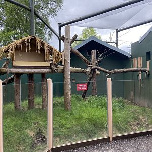 Bristol Zoo Tree Kangaroos of Papua New Guinea