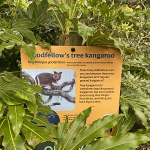 Bristol Zoo Tree Kangaroos of Papua New Guinea