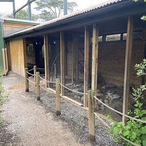Bristol Zoo Tree Kangaroos of Papua New Guinea