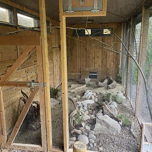 Bristol Zoo Tree Kangaroos of Papua New Guinea